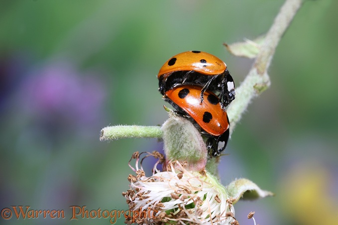 Seven-spot Ladybird (Coccinella 7-punctata) mating pair on bramble