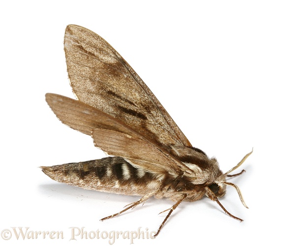 Pine Hawkmoth (Sphinx pinastri) warming up in preparation for flight, white background