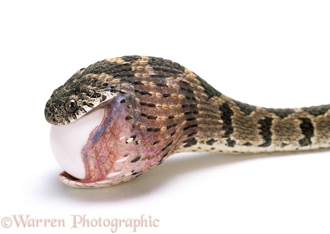 Egg-eating Snake (Dasypeltis scabra) swallowing an egg, Sequence 2/8.  Africa, white background