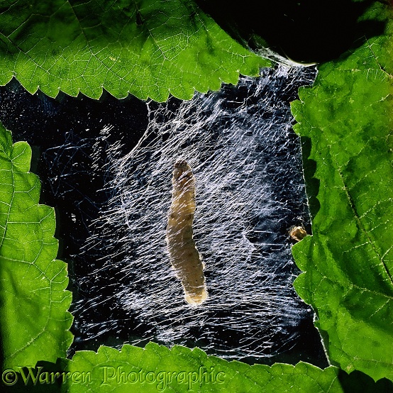 Silkworm moth (Bombyx mori) larva, spinning its cocoon. Sequence 1/5