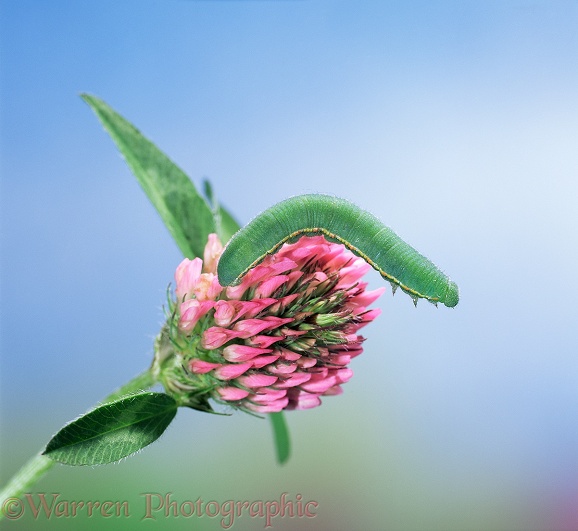 Clouded Yellow Butterfly (Colias crocea) caterpillar on Red clover