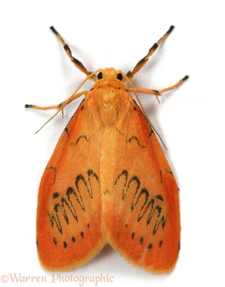Rosy Footman Moth (Miltochrista miniata), white background