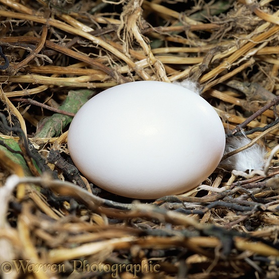 Wood pigeon (Columba palumbus) egg in nest