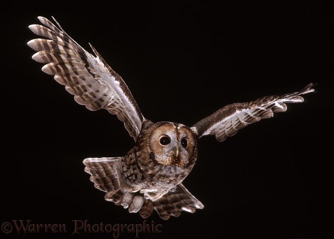 Tawny Owl (Strix aluco) in flight