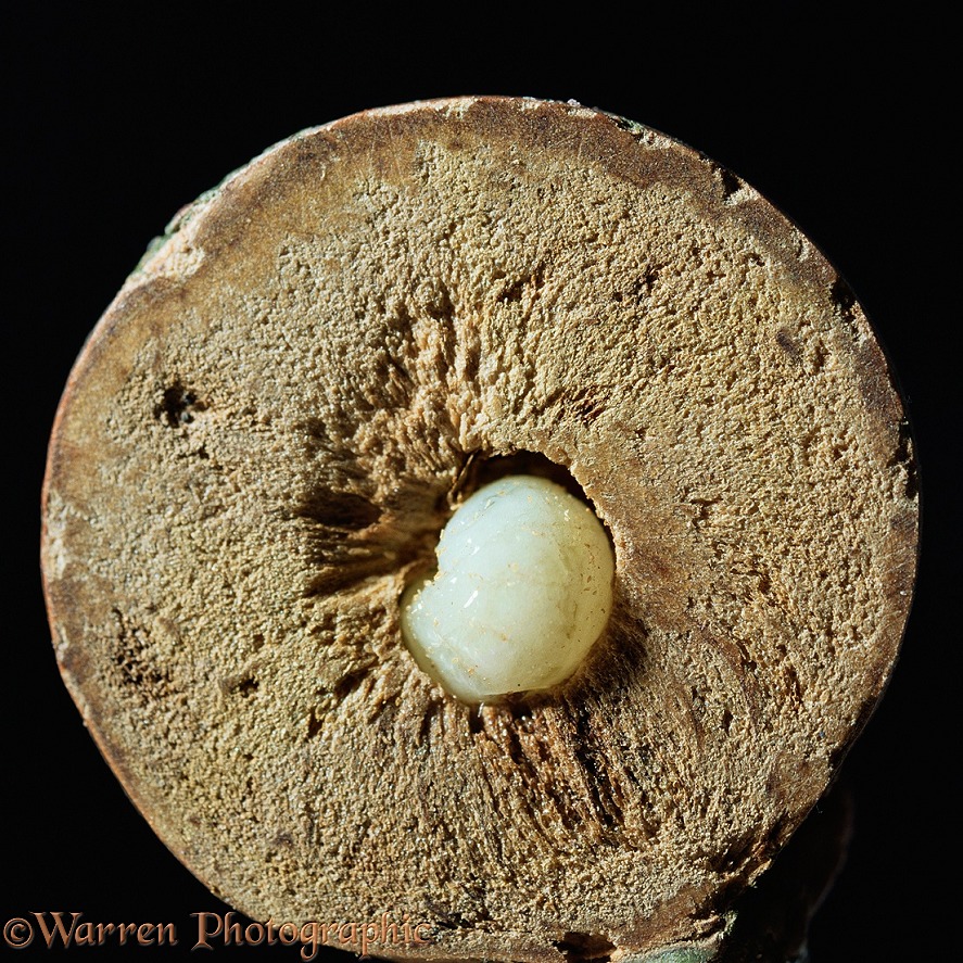 Oak Marble Gall sectioned to show the larva of the wasp (Andricus kollari)