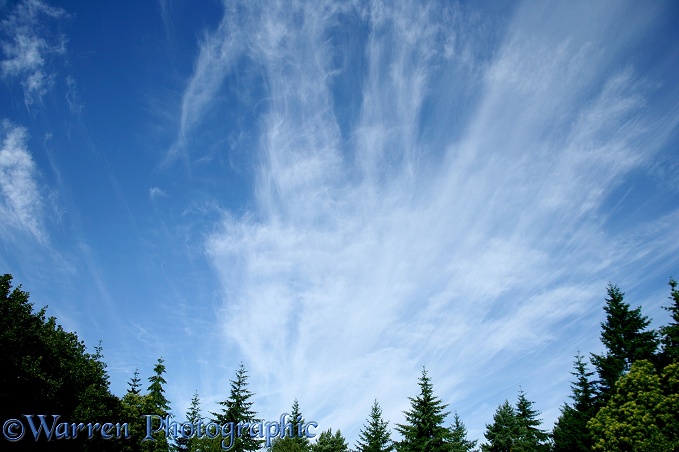 Cirrus clouds over temperate woodland.  England