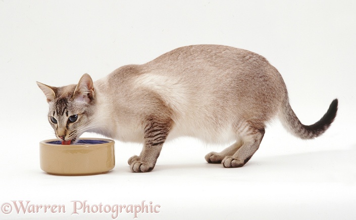 Tabby-point Siamese catten Sinatra drinking water from a sturdy ceramic bowl, white background