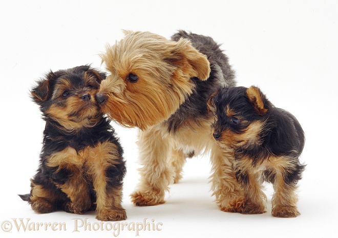 Yorkshire Terrier with pups, white background
