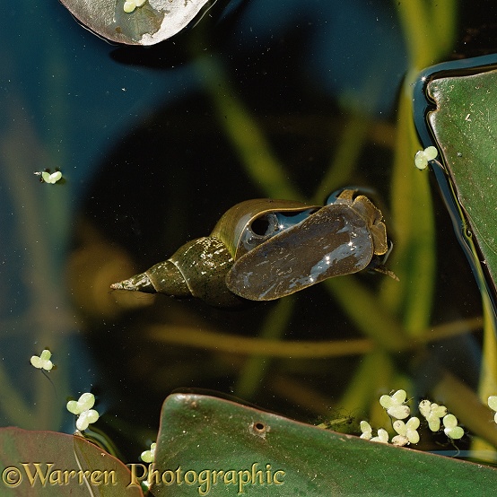 Great Pond Snail (Limnaea stagnalis) at water surface, showing spiracle