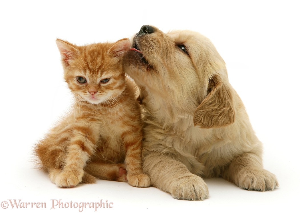 Golden Retriever pup licking the ear of red spotted British Shorthair kitten, white background