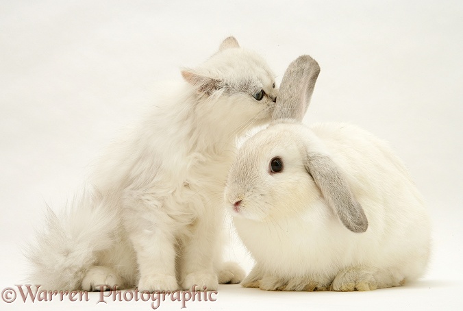 Chinchilla kitten with young silver colourpoint rabbit, white background