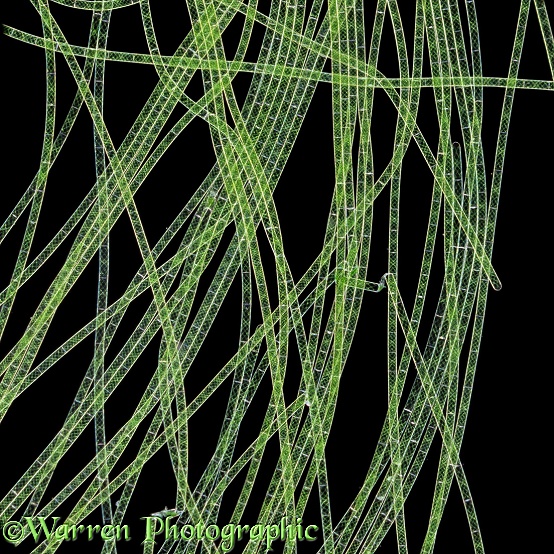 Filamentous Green algae (Spirogyra sp)
