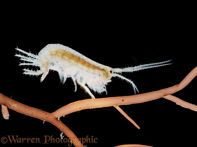 Marine shrimp (Gammarus sp)