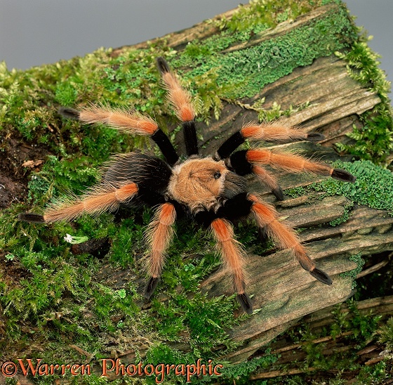 Mexican Fire Leg Tarantula (Brachypelma boehmei)