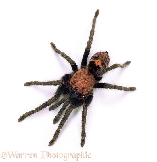 Tiger-rump Doppelganger Spider (Cyclosternum fasciata).  Costa Rica, white background