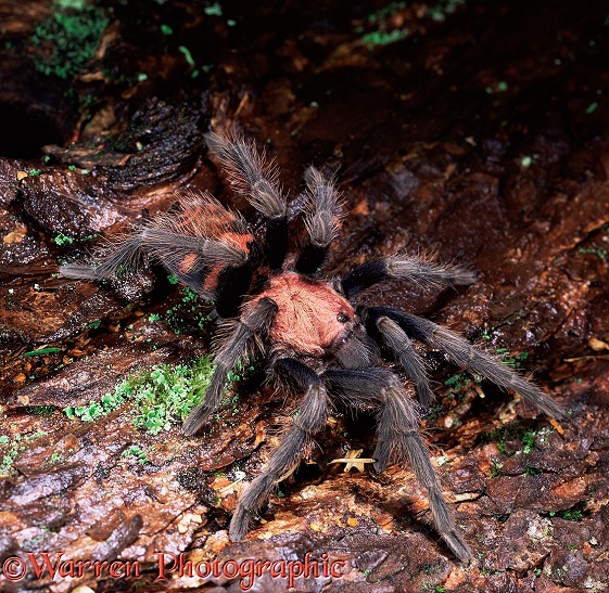 Tiger-rump Doppelganger Spider (Cyclosternum fasciata).  Costa Rica