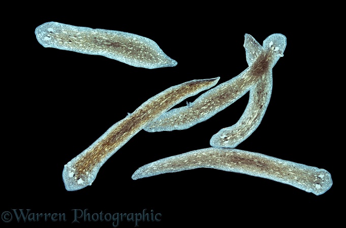 Group of freshwater Flatworms (Dugesia tigrina)