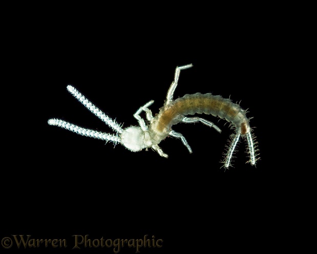 Two pronged bristletail (Campodea sp)