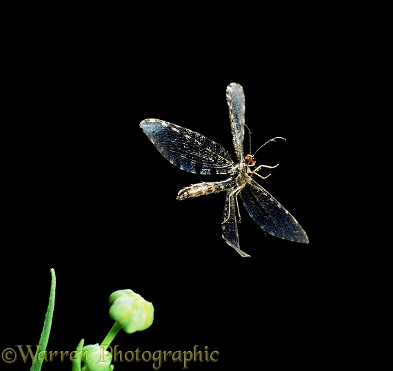 Giant Lacewing (Osmylus fulvicephalus) taking off.  Europe