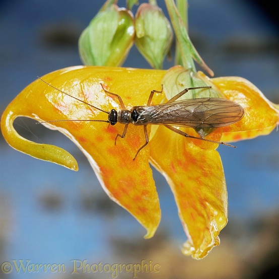 Stonefly (Leuctra fusca) on balsam flower.  Europe