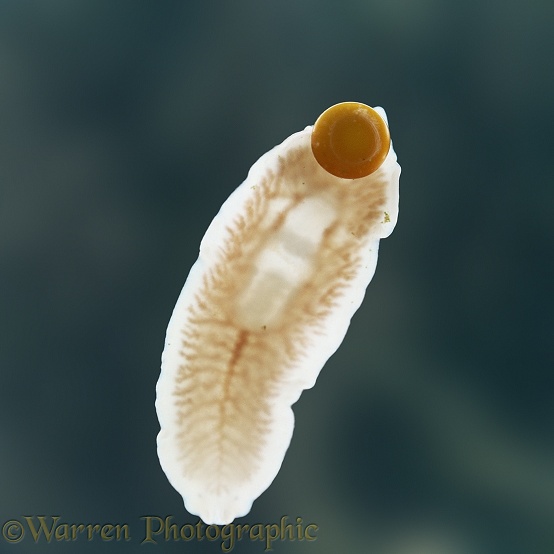 Flatworm (Dendrocoelum lacteum) with newly laid egg capsule