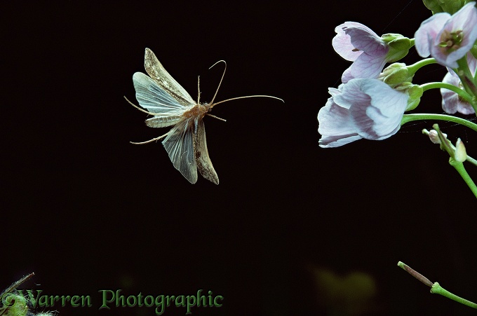 Caddis fly (Limnephilus sp) flying to Cuckoo flowers at night