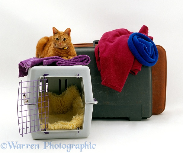 Marmalade cat, Tigger, with pet transporter / carrier and suitcases, white background