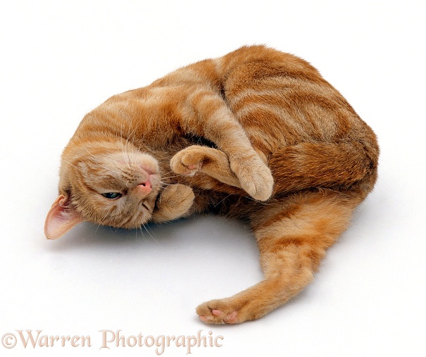 Ginger tabby female cat, Lucky, in oestrus / on heat, rolling around seductively, white background