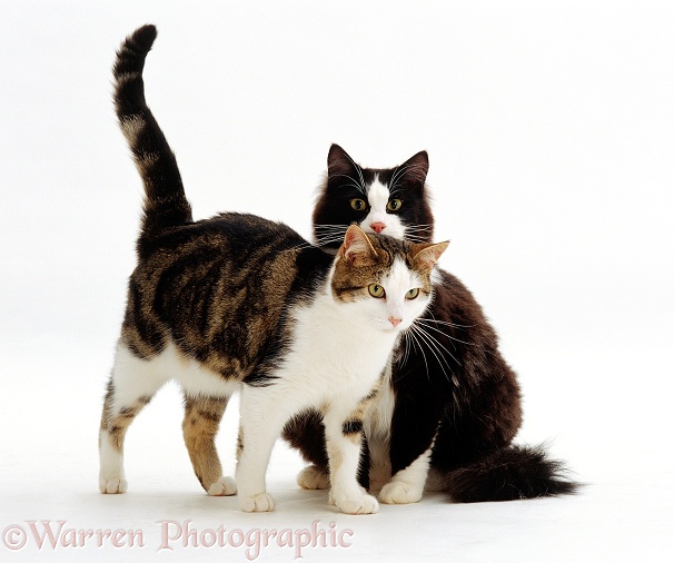 Tabby-and-white cat, Lily, rubbing against Black-and-white friend, Fat Felix, white background
