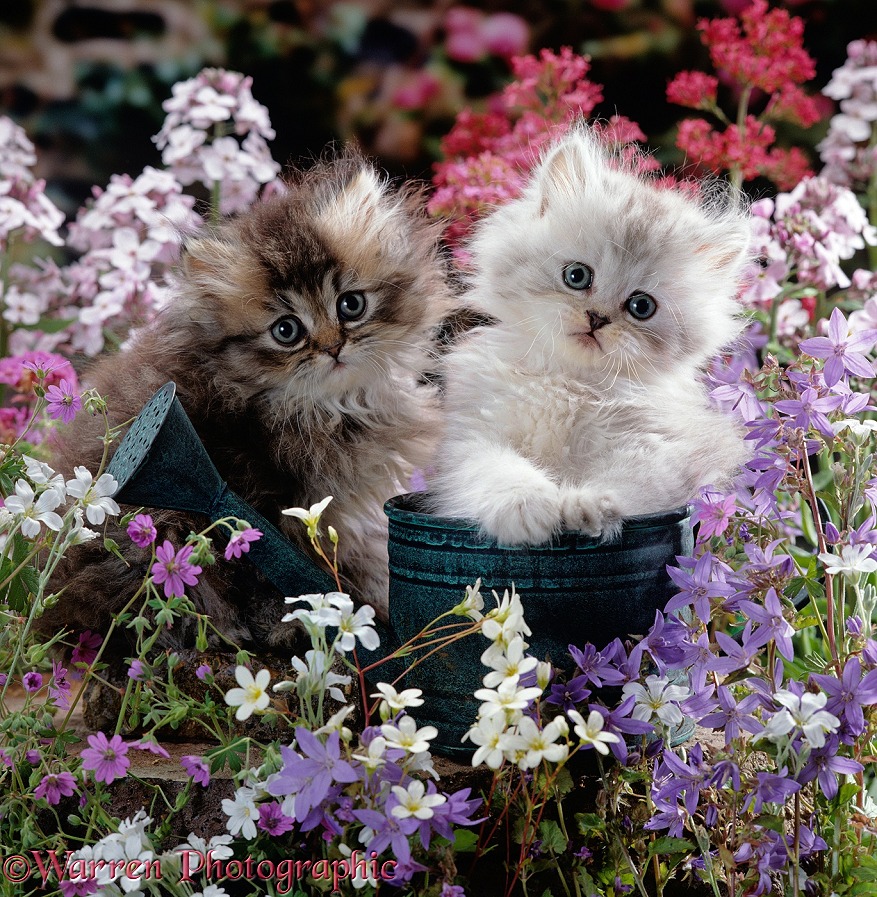 Gold-shaded and Silver-shaded Persian kittens, 7 weeks old, in watering can on a dry-stone wall surrounded by flowers
