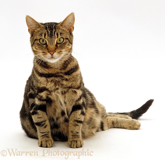 Pregnant tabby cat, Pumpkin, 4 days before giving birth to eight kittens, white background