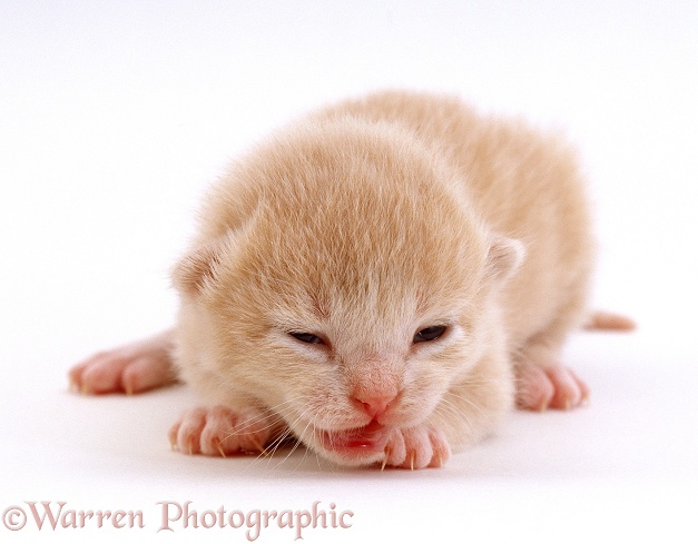 Cream kitten, Milo, 8 days old, eyes and ears just opening, offspring of Pansy, white background