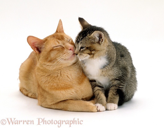 Red male father cat, Ozzie, with his agouti tabby male kitten, white background
