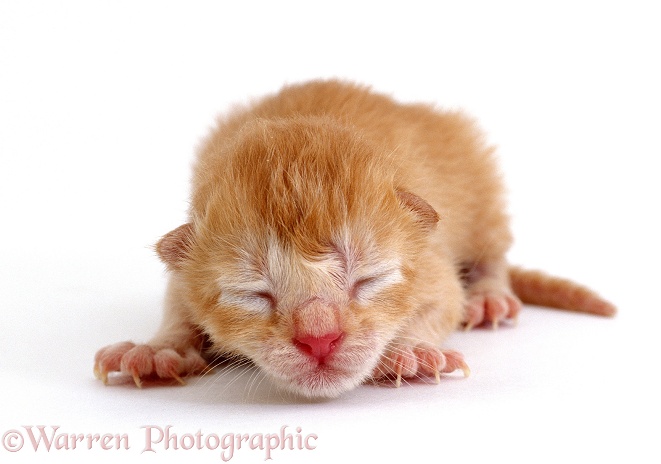 Ginger Burmese-cross kitten, Red, 1 day old, eyes still closed, offspring of Pansy, white background