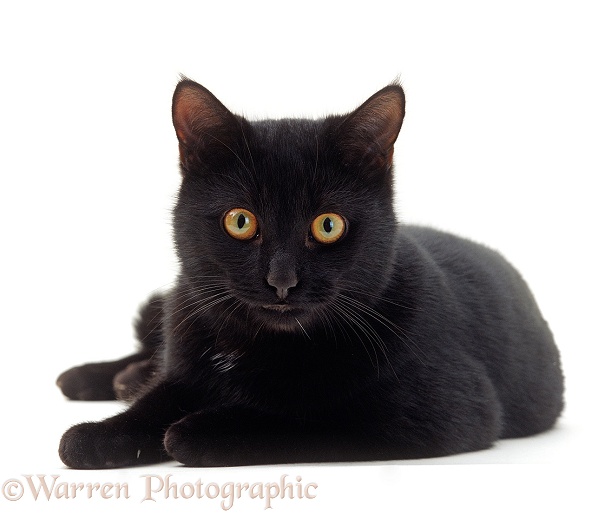 Black male cat, Austin, white background