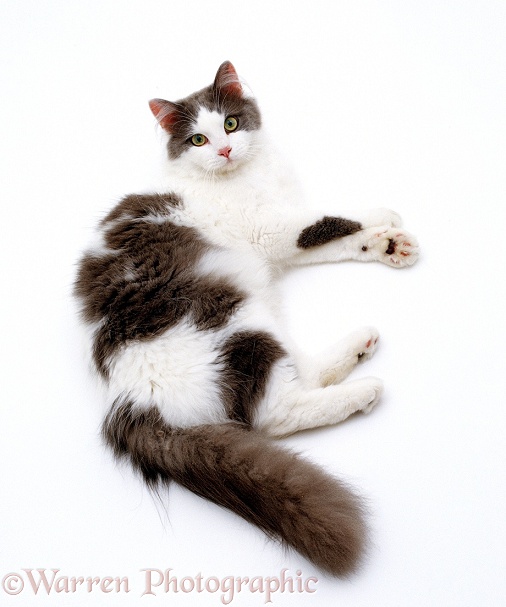 Blue-and-white Persian-cross cat, Daphnis, lying down, white background