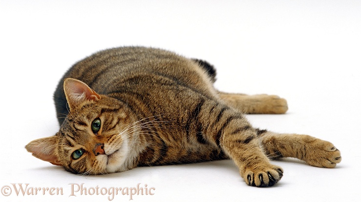 Striped tabby male cat, Nemo, lying on his side, white background