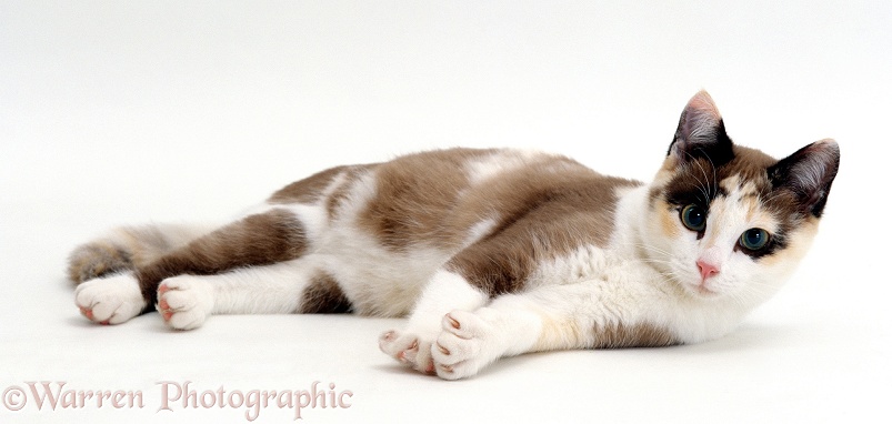 Chocolate-tortoiseshell-and-white cat, Cookie, 5 months old, lying down, white background
