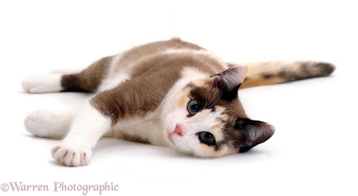 Chocolate-tortoiseshell-and-white cat, Cookie, 5 months old, lying down, white background