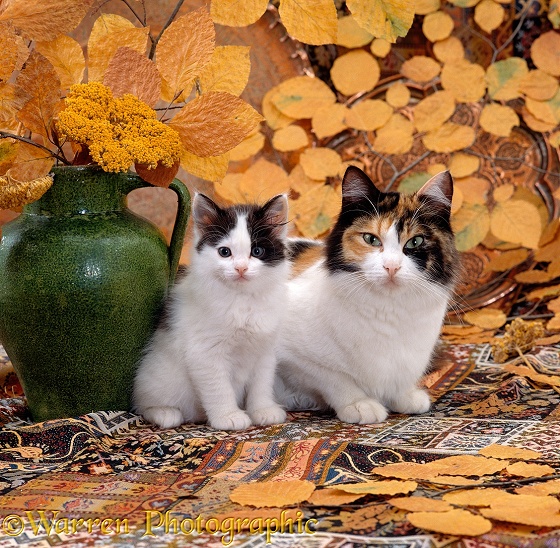 Tortoiseshell-and-white mother cat with her Black-and-white kitten with vase and autumnal leaves
