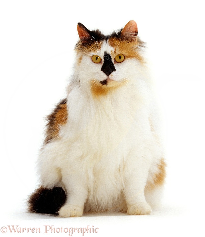 Tortoiseshell-and-white female cat, Maudi Blacknose, sitting, white background