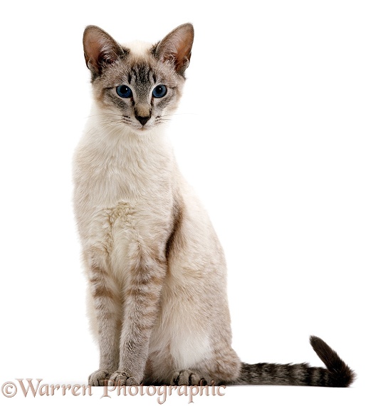 Blue tabby-point Siamese male cat, Curly, sitting, white background