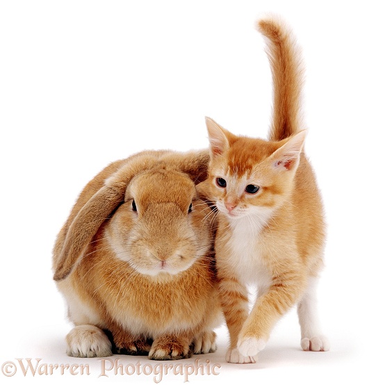 Ginger female kitten Sabrina with a young sandy lop rabbit, white background