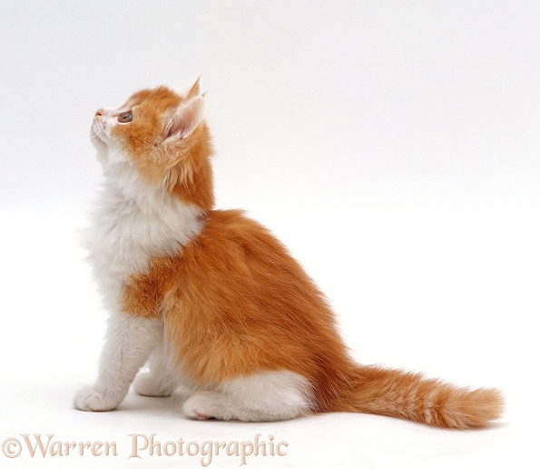Ginger-and-white bicolour kitten looking up, white background