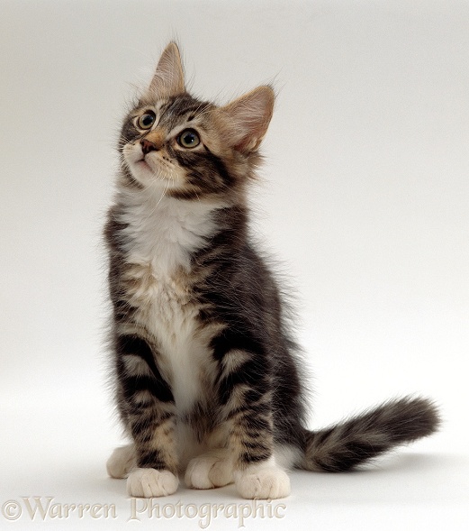 Tabby-and-white kitten sitting looking up, white background