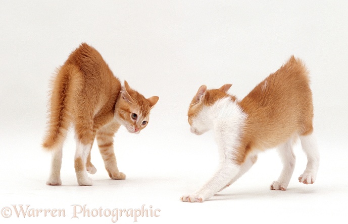 Ginger kittens with arched back in play posture, fur standing on end and staring at each other, white background