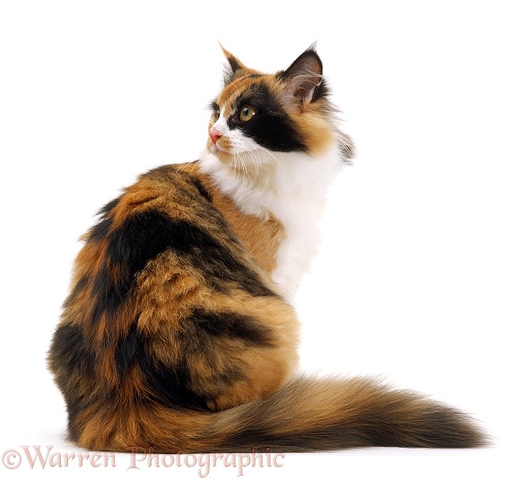 Tortoiseshell-and-white female cat, Millie Whitenose, sitting and looking over her shoulder, white background