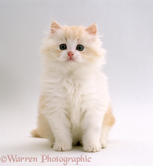 Longhair Cameo kitten, 6 weeks old, white background