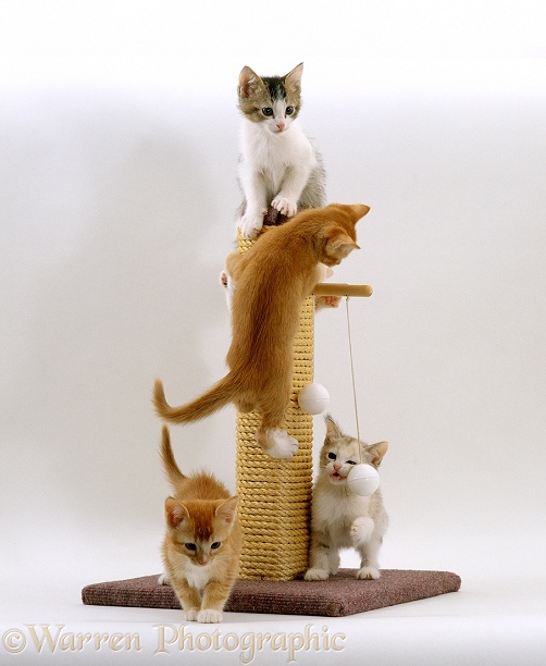 Kittens playing on a scratch post, white background
