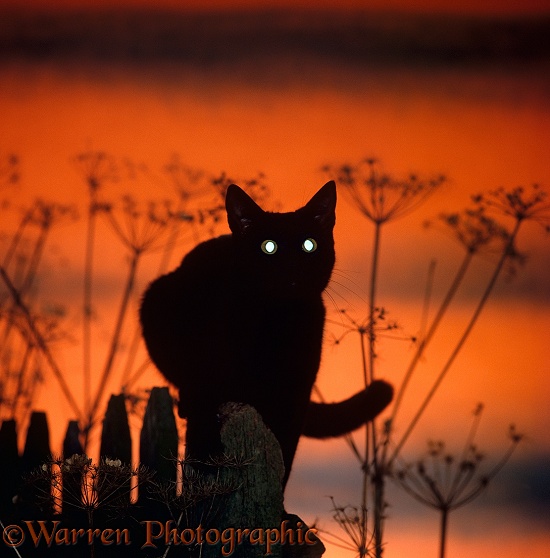Black cat, silhouetted against sunset sky, showing brilliant reflection from tapetum
